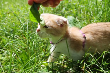 Sarkık kulaklı kedi yavrusu parkta yürüyor. Neşeli şirin fotoğraf..