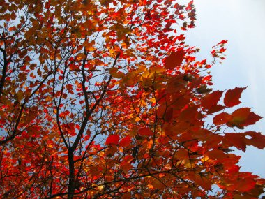 Sonbahar ağacı dalları mavi gökyüzüne karşı. Sonbahar manzarası.