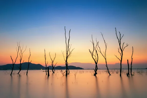 Dead trees in the water, spring at the lake with sunset