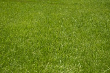 Biçilmiş çim çim yüzey