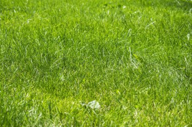 Biçilmiş çim çim yüzey