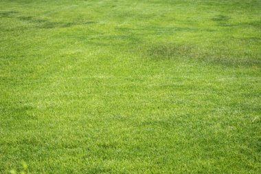 Biçilmiş çim çim yüzey