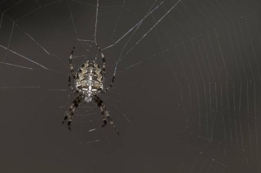 örümcek çapraz web üzerinde ağırlığında