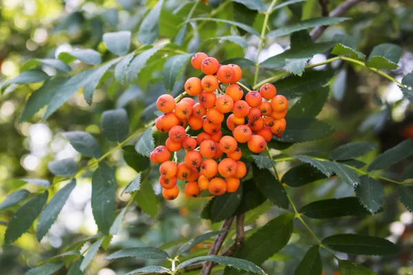 Stelletje Mountain Ash Een Tak — Stockfoto