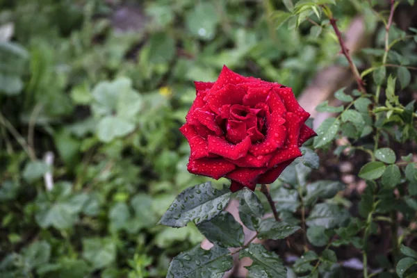 red rose flower covered with dew