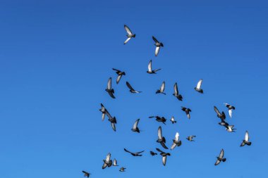 Uçan bir güvercin sürüsü 