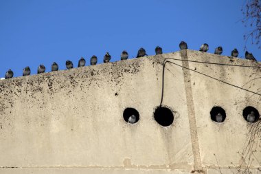 bir grup güvercin güneşin tadını çıkarma 