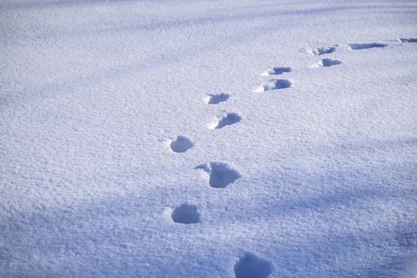 Ludzkie Ślady Świeżo Spadł Śnieg — Zdjęcie stockowe