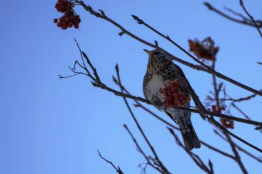 rowan ağacı üzerinde oturan ardıç kuşu