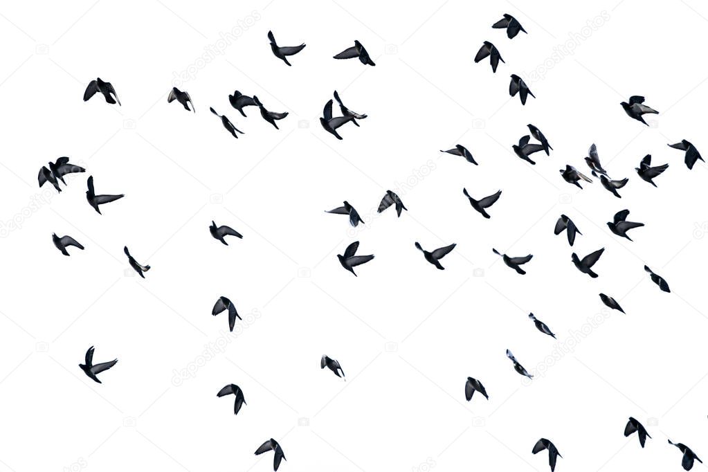 A flock of flying pigeons on a white background. Isolate