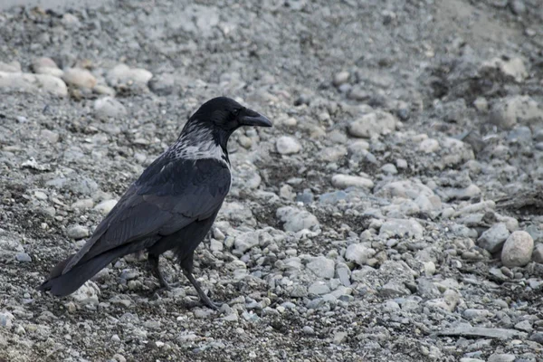 Corvo Cammina Sulle Rocce — Foto Stock