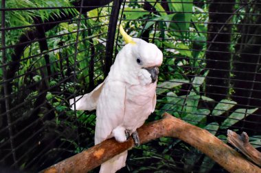 bir dal bir kafeste oturan beyaz kakadu