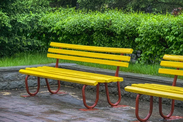 Yellow benches in the park. Benches are wet after rain.