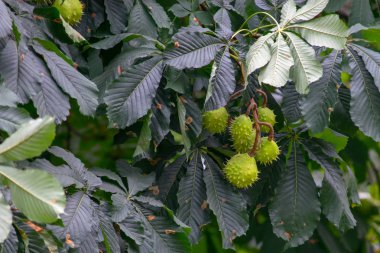 Dalda yeşil kestane.