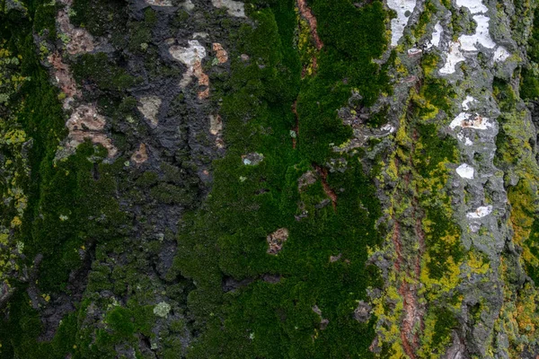 苔で生い茂ったバーチ樹皮 — ストック写真