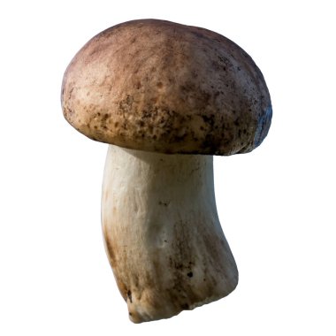 Beyaz arka planda Russula Phoetens mantarı. İzole et