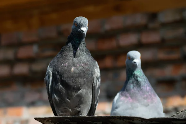 Gros Plan Sur Pigeon Gris — Photo