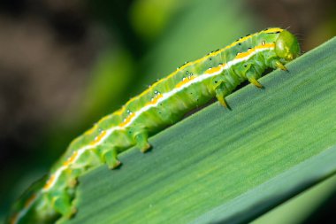 Yeşil yaprağın üzerinde sarı çizgili yeşil bir tırtıl..