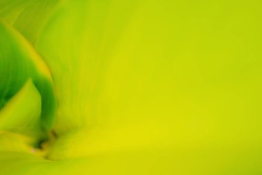 Bahçedeki yeşil yaprağın yakınlaştırılması (Odak Seçin). Kopya alanı ile yeşillik arkaplanı, duvar kağıdı konsepti.