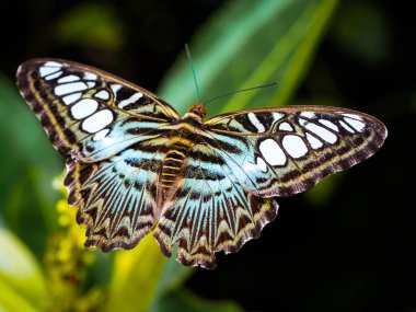 Euphorbiaceae çiçeğindeki güzel kelebek. (The Clipper Parthenos sylvia lilacinus)