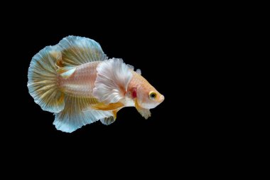 Siyah arka planda saldırgan dövüşçü balıklar..