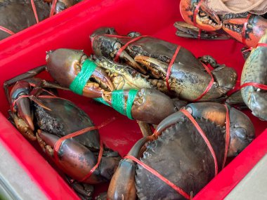 Taze yakalanmış yengeçler sabah satılmak üzere yerel balık pazarındaki parlak kırmızı bir konteynıra konur.