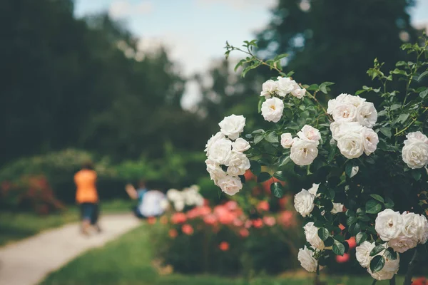 Schöne Blume Rose weißer Strauch — Stockfoto