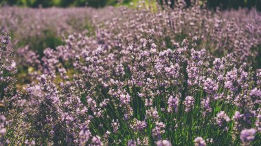 Yaz lavanta alanında. Ukrayna güneşli gün doku