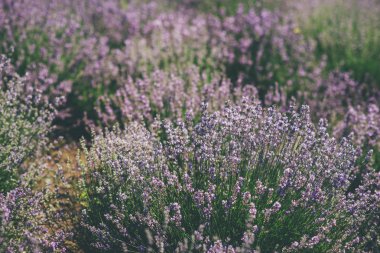 Yaz lavanta alanında. Ukrayna güneşli gün