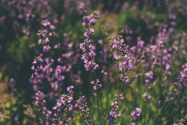 Наслаждайтесь моментом счастья и любви в лавандовом поле
.