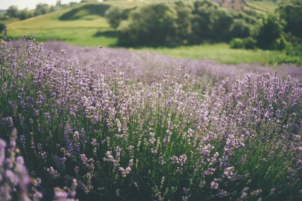 薰衣草田野在夏天 乌克兰阳光明媚的一天 — 图库照片