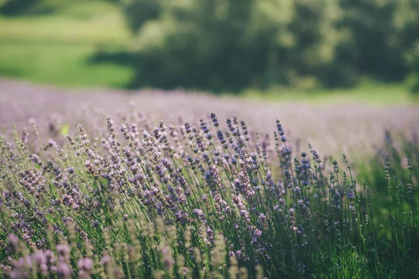 薰衣草田野在夏天 乌克兰阳光明媚的一天盛开 — 图库照片