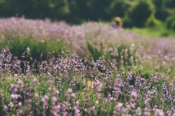Lavendelfeld Sommer Ukrainischer Sonniger Tag Blüht — Stockfoto