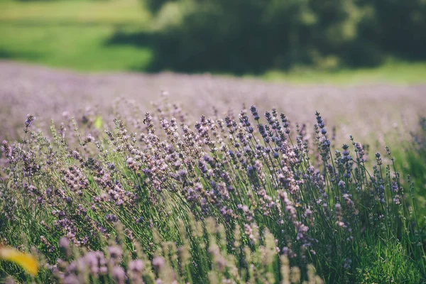Lavendelfeld Sommer Ukrainischer Sonniger Tag Blüht — Stockfoto