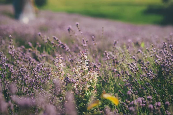 Lavendelfeld im Sommer. Ukrainischer sonniger Tag — Stockfoto