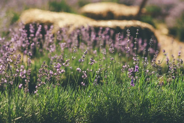 Lavendelfeld im Sommer. Ukrainischer sonniger Tag — Stockfoto