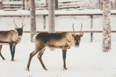 Ren geyiği sürüsü, Lapland, Kuzey Finlandiya kar orman