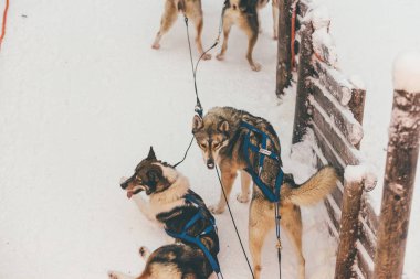 Finlandiya Lapland kışın Husky koşum takımı