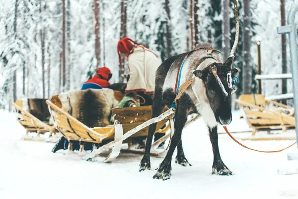Reniferów Uprzęży Podczas Zimowy Dzień Ludźmi — Zdjęcie stockowe