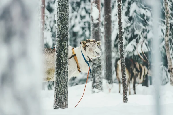 Renne Sono Imbrigliate Durante Giornata Invernale — Foto Stock