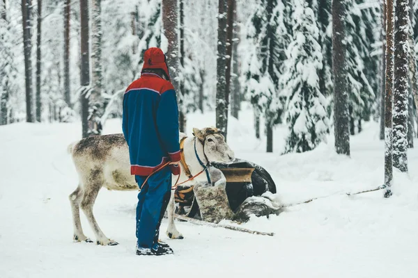 Reniferów Uprzęży Podczas Dnia Zima Lesie — Zdjęcie stockowe