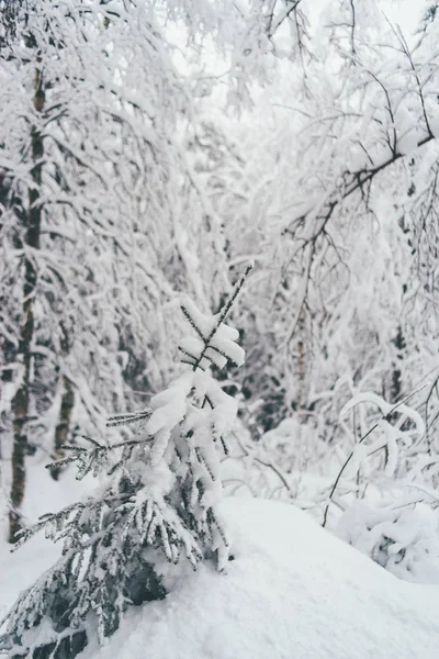 Bosque Nieve Invierno Rovaniemi Finlandia Laponia Navidad Polo Norte Ártico — Foto de Stock