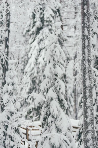 Zima Snow Las Rovaniemi Finlandia Laponia Boże Narodzenie Biegunie Północnym — Zdjęcie stockowe