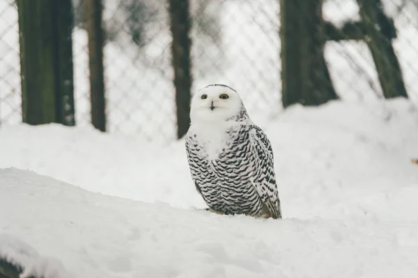 Närbild Bild Utesluten Owl Naturen Uppflugen Träd Lem — Stockfoto