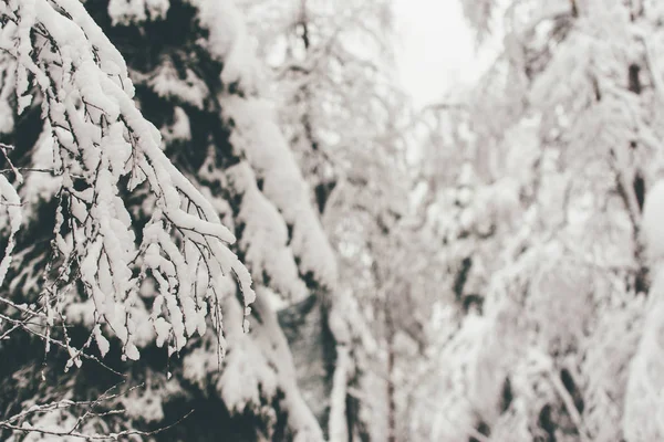 Bosque Nieve Invierno Rovaniemi Finlandia Laponia Navidad Polo Norte Ártico — Foto de Stock