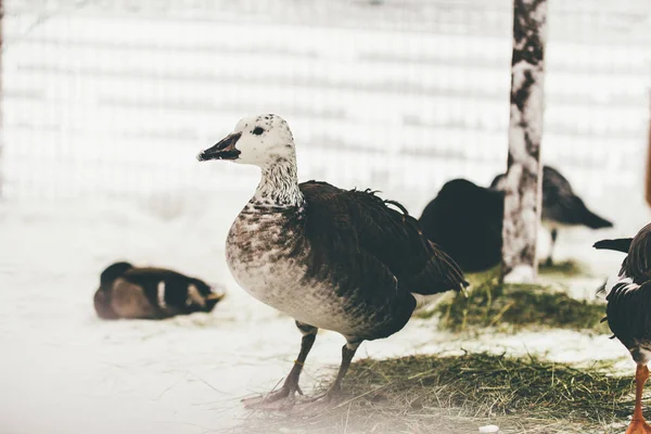 Wild Duck Snow Zoo Finland — Stock Photo, Image