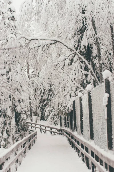 Bosque Nieve Invierno Rovaniemi Finlandia Laponia Navidad Polo Norte Ártico — Foto de Stock