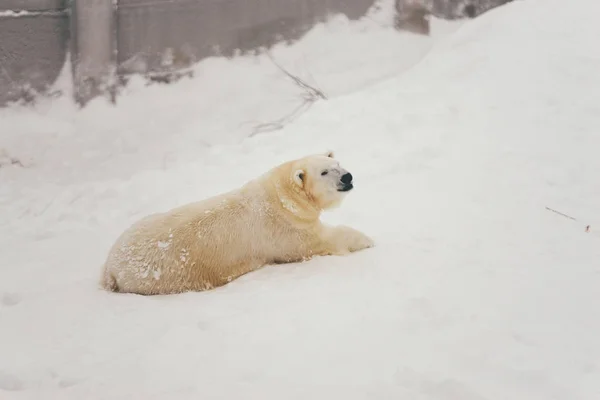 Білий Полярний Ведмідь Сніжному Лісі Лежить Спить — стокове фото