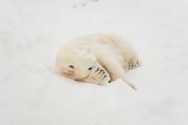 スノー フォレスト寝ている横になっている白いシロクマ — ストック写真