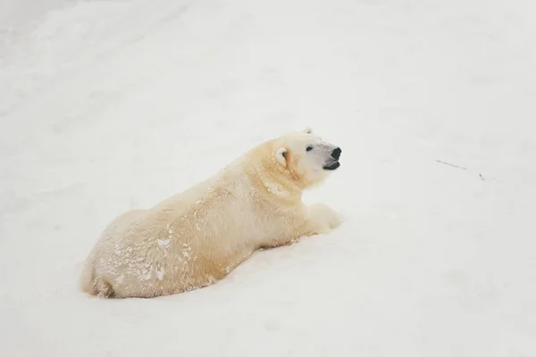 Oso Polar Blanco Bosque Nieve Acostado Durmiendo Suelo — Foto de Stock